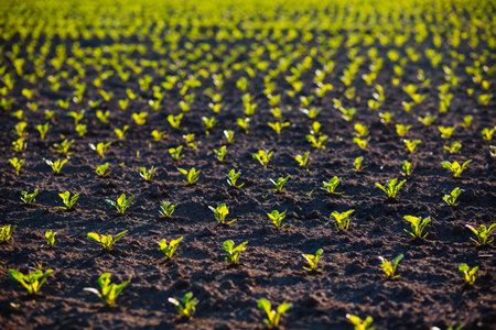 A young beet sprout grows from the soil in sunny day. Agrarian industry. Agricultural area of Ukraine, Europe. Amazing rural scene in springtime. Photo of ecology concept. Beauty of earth.の写真素材