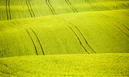 Perfect wavy fields in agricultural area on a sunny day. Location place South Moravia region, Czech Republic, Europe. Artistic wallpaper. Abstract natural pattern. Discover the beauty of earth.の写真素材
