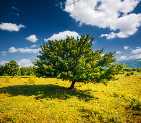 Tranquil green meadow and lonely tree on sunny day. Location place Dniester river of Ukraine, Europe. Vibrant photo wallpaper. Picturesque nature photography. Discover the beauty of earth.の写真素材