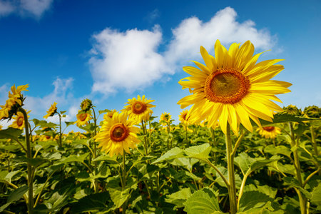 Attractive field with bright yellow sunflowers close up. Location place of Ukraine, Europe. Photo of ecology concept. Agrarian industry. Perfect wallpaper. Image of cultivation land. Beauty of earth.の写真素材