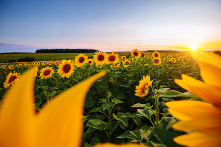 Attractive field with bright yellow sunflowers close up. Location place of Ukraine, Europe. Photo of ecology concept. Agrarian industry. Perfect wallpaper. Image of cultivation land. Beauty of earth.の写真素材