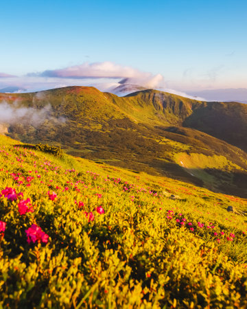 Captivating summer scene with pink rhododendron flowers on a sunny day. Location Carpathian mountains, Ukraine, Europe. Vibrant photo wallpaper. Wonders of the world. Discover the beauty of the world.の写真素材