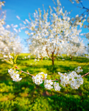 Attractive ornamental garden with blooming lush trees in idyllic sunny day. Scenic image of trees in charming garden. Flowering orchard in spring time. Seasonal wallpaper. Beauty of earth, Ukraine.の写真素材