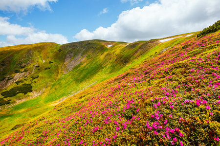 Captivating summer scene with pink rhododendron flowers on a sunny day. Location Carpathian mountains, Ukraine, Europe. Vibrant photo wallpaper. Wonders of the world. Discover the beauty of the world.の写真素材
