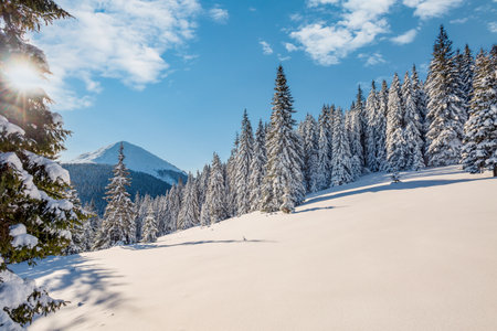 Sunny frosty day in snowy coniferous forest. Location place of Carpathian mountains, Ukraine, Europe. Picturesque wallpapers. Photo of winter vacation. Happy New Year! Discover the beauty of earth.の写真素材