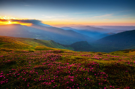 Attractive summer sunset with pink rhododendron flowers. Location place Carpathian mountains, Ukraine, Europe. Vibrant photo wallpaper. Image of exotic landscape. Discover the beauty of earth.の写真素材