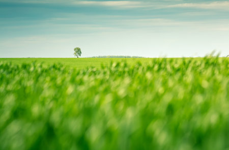 Spectacular view of green rural land and cultivated fields. Location place of Ukrainian agricultural region, Europe. Ecology concept. Photo wallpaper. Abstract natural pattern. Beauty of earth.の写真素材