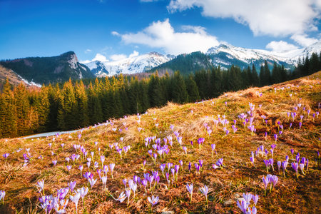 Alpine meadows are covered violet crocus flowers on spring High Tatras mountains. Location place Kalatowki valley, Zakopane, Poland. Picturesque springtime wallpaper. Discover the beauty of earth.の写真素材