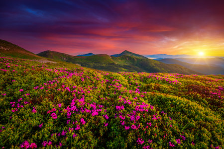 Picturesque summer sunset with rhododendron flowers. Location place Carpathian mountains, Ukraine, Europe. Vibrant photo wallpaper. Image of gorgeous pink flowers. Discover the beauty of earth.の写真素材