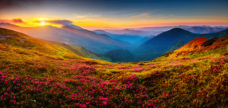 Attractive summer sunset with pink rhododendron flowers. Location place Carpathian mountains, Ukraine, Europe. Vibrant photo wallpaper. Image of exotic landscape. Discover the beauty of earth.の写真素材