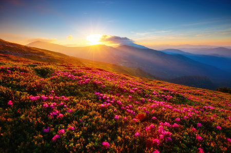 Incredible summer sunset with pink rhododendron flowers. Location place Carpathian mountains, Ukraine, Europe. Vibrant photo wallpaper. Image of exotic landscape. Discover the beauty of earth.の写真素材