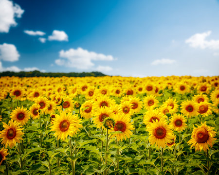 Attractive scene of vivid yellow sunflowers in the sunny day. Location place Ukraine, Europe. Ecology concept. Agrarian industry. Perfect photo wallpaper. Image of cultivation land. Beauty of earth.の写真素材