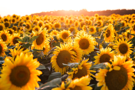 A fascinating view of yellow sunflowers in the rays of the sun. Ukraine agricultural region, Europe. Ecology concept. Industry of agronomy. Photo wallpaper Image of cultivation land. Beauty of earth.の写真素材