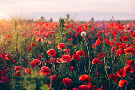 Bloom of red poppies in a summer meadow against the sun. The concept of ecology. tranquil sunshine vibes. Beauty of the earth.の写真素材