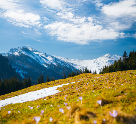 Alpine meadows are covered crocus flowers on spring High Tatras mountains. Location place Kalatowki valley, Zakopane, Poland. Image of springtime. Photo wallpaper. Discover the beauty of earth.の写真素材
