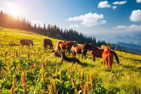 Splendid summer view of pasture with Arabian horse on a sunny day. Location place Carpathian mountain, Ukraine, Europe. Scenic image of farmland. Picture of wild area. Discover the beauty of earth.の写真素材