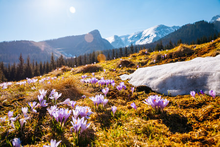 Alpine meadows are covered violet crocus flowers on spring High Tatras mountains. Location place Kalatowki valley, Zakopane, Poland. Picturesque springtime wallpaper. Discover the beauty of earth.の写真素材