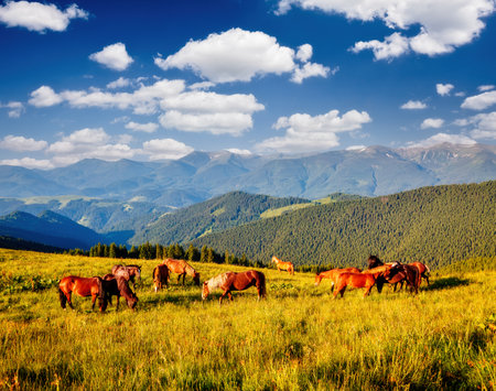 Splendid summer view of pasture with horses on a sunny day. Location place Carpathian mountain, Ukraine, Europe. Scenic image of farmland. Picture of wild area. Discover the beauty of earth.の写真素材