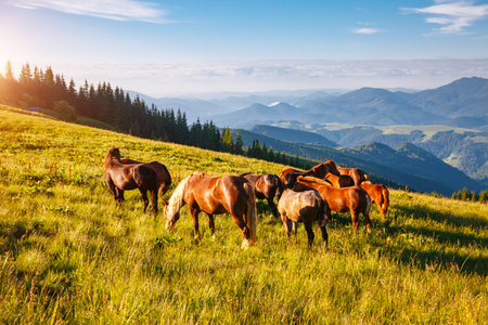 Splendid summer view of pasture with Arabian horse on a sunny day. Location place Carpathian mountain, Ukraine, Europe. Scenic image of farmland. Picture of wild area. Discover the beauty of earth.の写真素材
