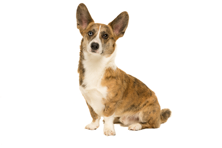 Male Cardigan Corgi sitting isolated in whiteの写真素材