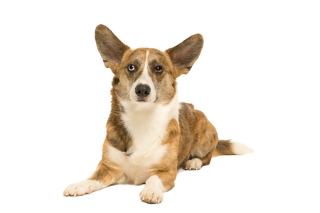 Male Cardigan Corgi lying isolated in whiteの写真素材