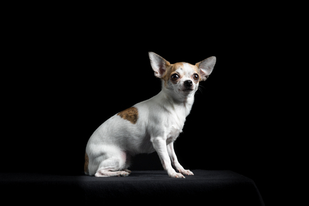 Brown and white chihuahua isolated in black backgroundの写真素材
