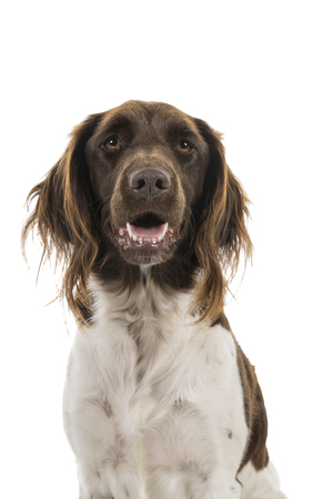 Portrait of a female small munsterlander dog, heidewachtel, on white backgroundの写真素材