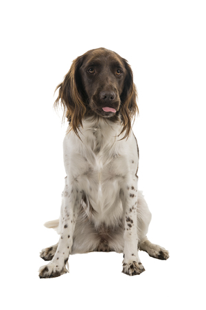Female small munsterlander dog, heidewachtel, sticking her tongue out, isolated on white backgroundの写真素材