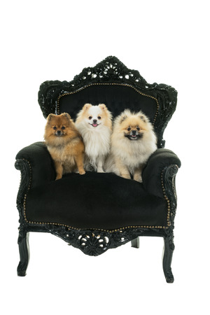 Three cute cream and brown Pomeranian - Dwarf Spitz dogs sitting in a black baroque chair isolated on white backgroundの写真素材