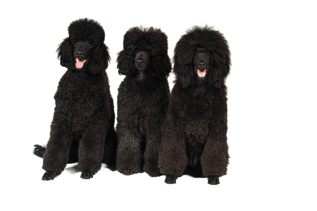 Three black king poodles isolated in white sittingの写真素材