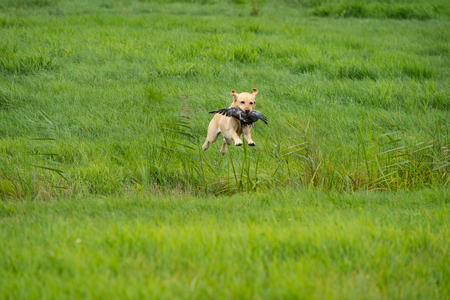 Yellow labrador jumping over a ditch aporting a pigeon at a hunting dog test in a field grasslandの写真素材