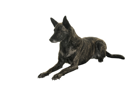 Portrait of an Brindle Dutch shepherd in a studio isolated on white backgroundの写真素材