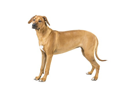Portrait of a Rhodesian Ridgeback dog isolated on white background studio shotの写真素材