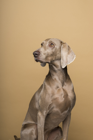 Portrait of female Weimaraner dog on a beige backgroundの写真素材