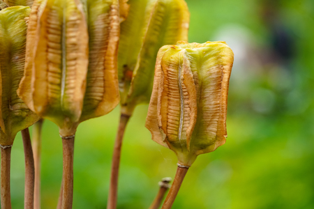 Macro image of Iris seed pods in a botanic garden close up selective focusの写真素材
