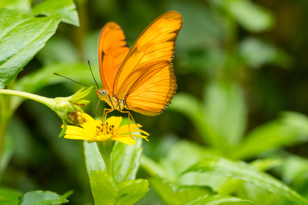 Close up of an orange Julia butterfly heliconianの写真素材