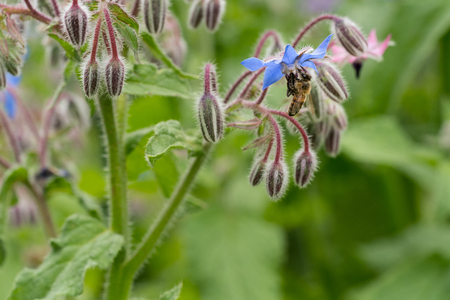 Bee on a flower of borago officinalis, also  a starflower, is an annual herb in the flowering plant family Boraginaceaeの写真素材