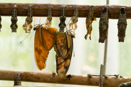 Close up of a copulating couple of orange Julia butterfly, heliconian, the flame Dryas iulia with hanging cocoonsの写真素材