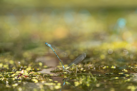 Two blue and green mating damselflies in a love-wheel in a pond, macro close-upの写真素材