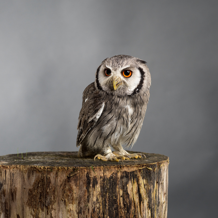 Northern white-faced owl Ptilopsis leucotis studio portraitの写真素材