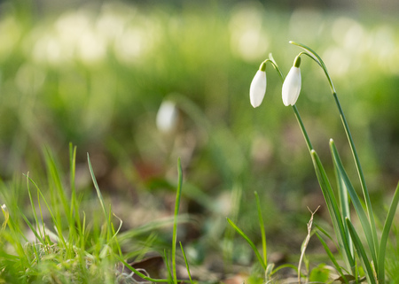 Closeup of a snowbell standing in the sunlight with a bokeh background in a forest at springtimeの写真素材