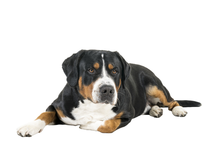 Greater Swiss Mountain Dog lying down sideways and looking next to the cameraの写真素材
