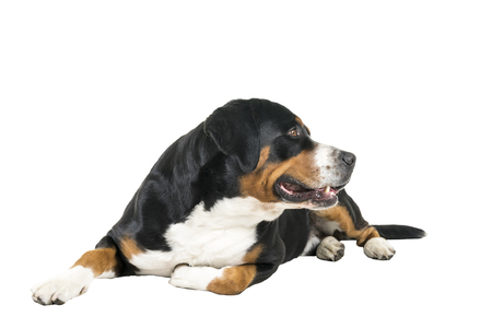 Greater Swiss Mountain Dog lying down sideways and looking away from the cameraの写真素材