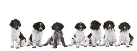 Banner or panorama of a litter of cute Small Munsterlander Puppy with their mother on isolated on a white backgroundの写真素材