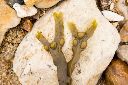 Closeup of marine algae from the shoreline. lying on a stone pebble. green and yellowcolors. wallpaper or backgroundの写真素材