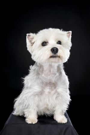 White West Highland Terrier sitting looking at camera isolated back backgroundの写真素材