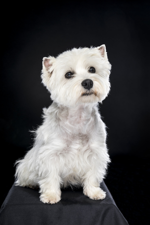 White West Highland Terrier sitting looking at camera isolated back backgroundの写真素材