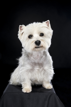 White West Highland Terrier sitting looking at camera isolated back backgroundの写真素材