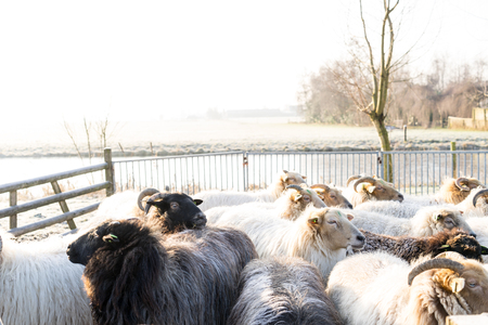 Close up of a sheep sticking his head above the herd in a winter landscapeの写真素材