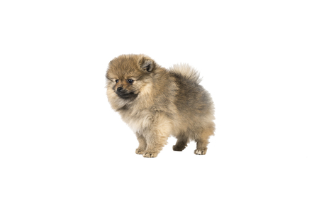 Small Pomeranian puppy standing isolated on a white backgroundの写真素材